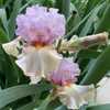 Bloom and bud of bearded Iris Enraptured