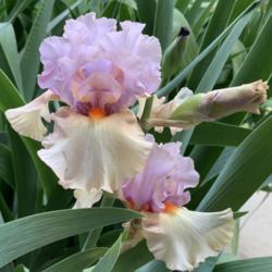 Location: Annette’s garden
Date: May 14, 2021, 4 PM
Bloom and bud of bearded Iris Enraptured