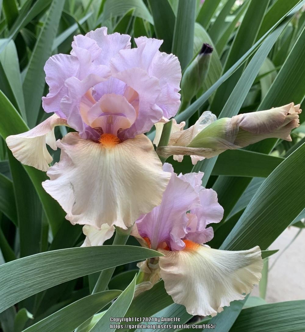 Photo of Tall Bearded Iris (Iris 'Enraptured') uploaded by Cem9165