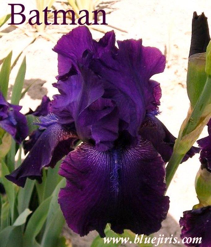 Photo of Tall Bearded Iris (Iris 'Batman') uploaded by DaylilySLP