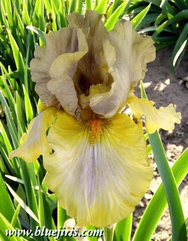 Photo of Tall Bearded Iris (Iris 'Baditude') uploaded by DaylilySLP