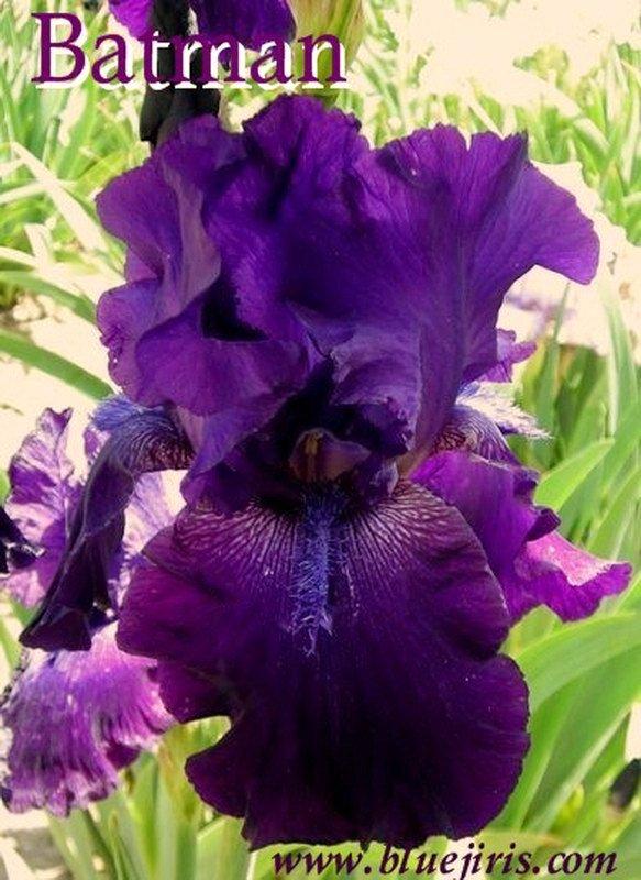Photo of Tall Bearded Iris (Iris 'Batman') uploaded by DaylilySLP