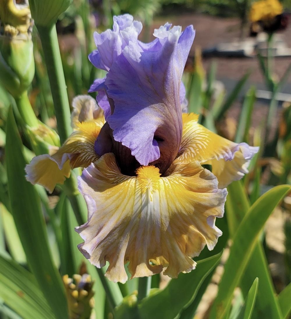 Photo of Tall Bearded Iris (Iris 'Collusion') uploaded by Islandview