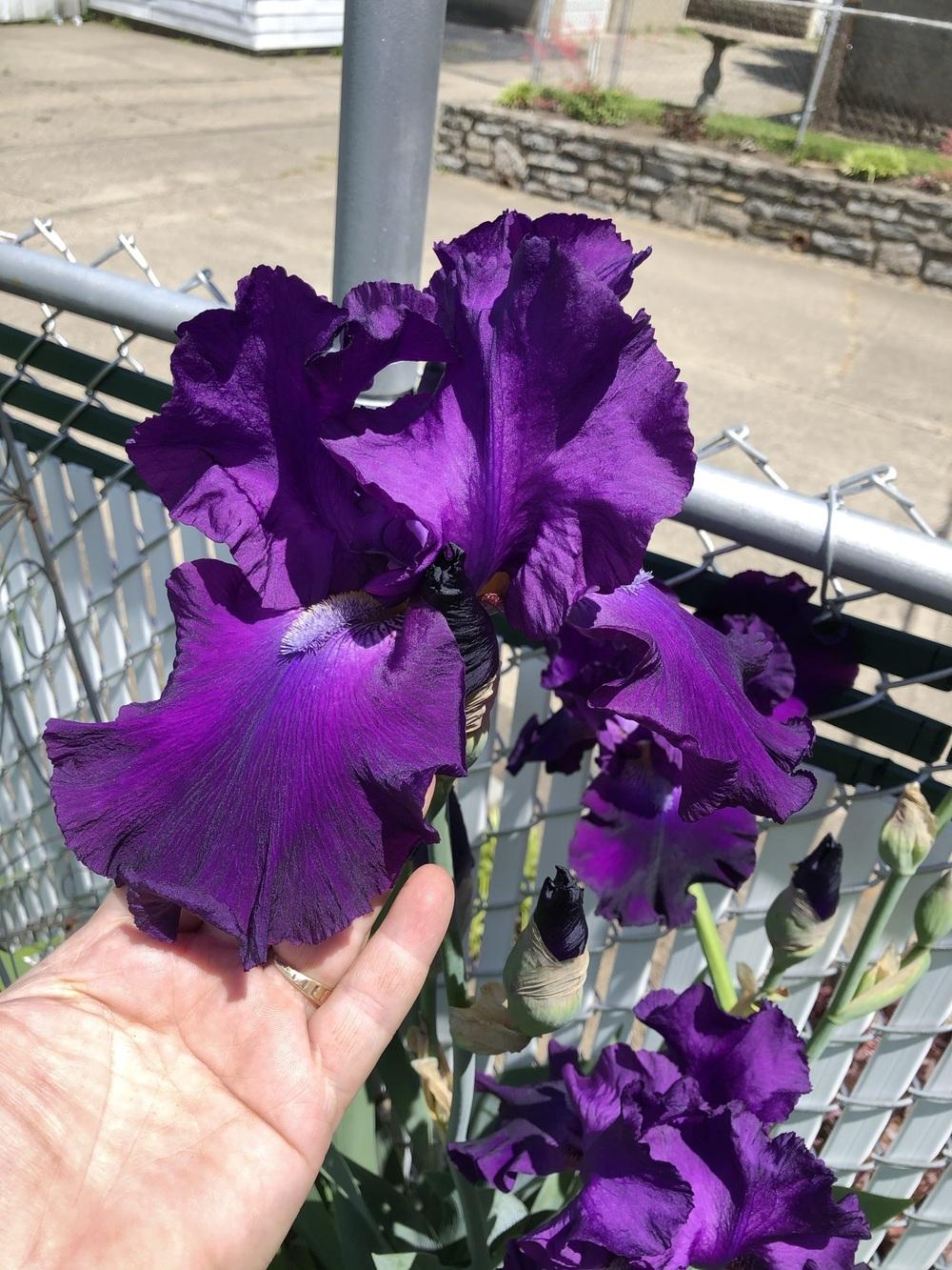 Photo of Tall Bearded Iris (Iris 'Dinosaurian') uploaded by Lilydaydreamer