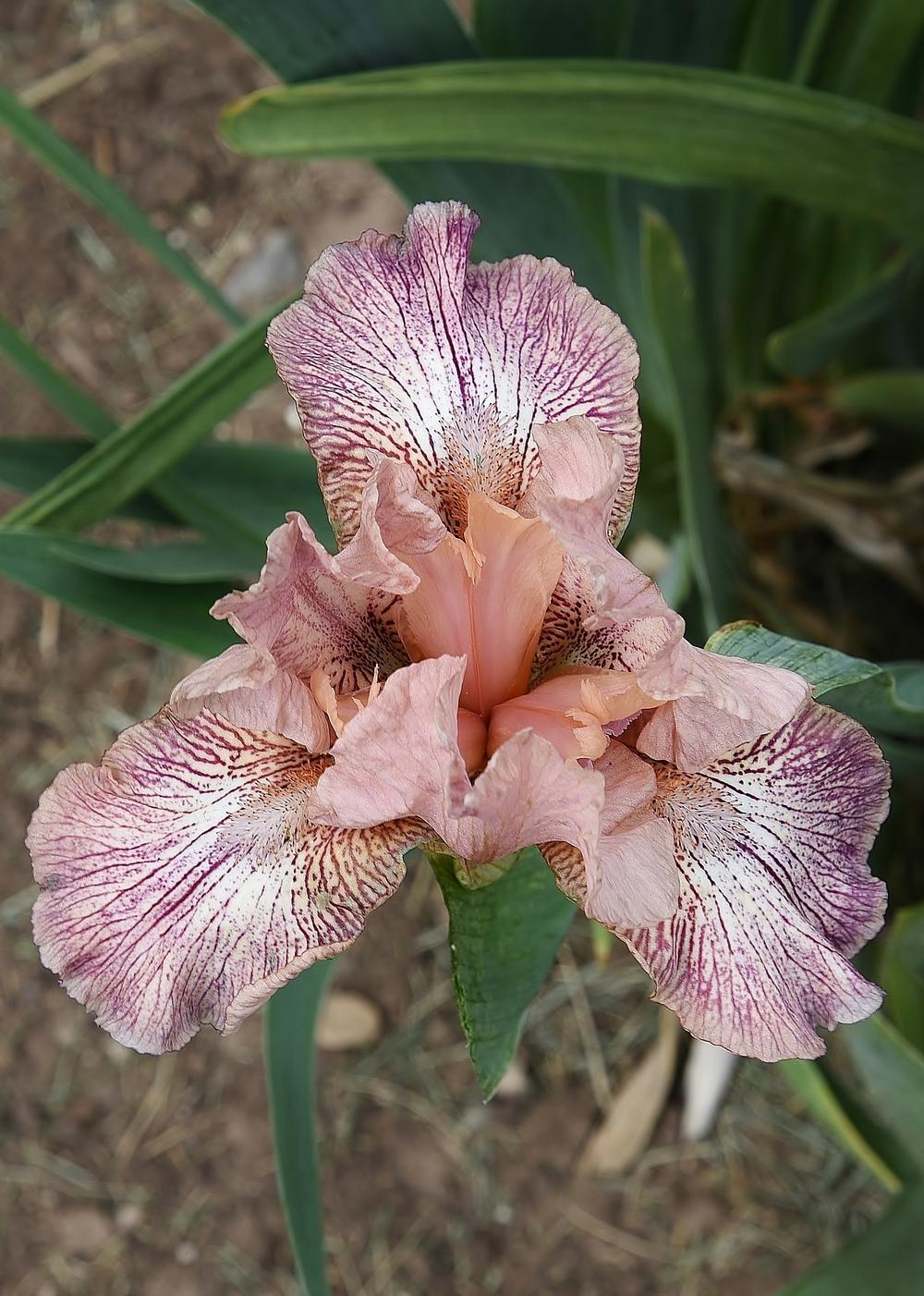 Photo of Intermediate Bearded Iris (Iris 'Pink Collage') uploaded by Polka45