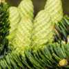 Abies nordmanniana 'Trautmann' - A new crop of female cones.  By 