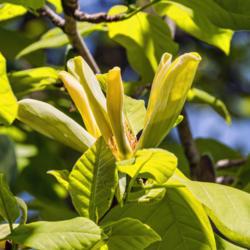 Location: Hidden Lake Gardens, Michigan
Date: 2015-05-14
Magnolia acuminata - Looking up at a bloom, and catching just a g