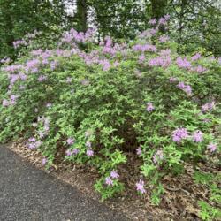 Location: Jenkins Arboretum & Gardens, Devon, Pennsylvania
Date: 2021-05-02
Evergreen Azalea 'Koromo Shikibu'