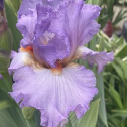 Location: My zone 5 garden.
Date: 2021-05-15
My first tall iris of the season.  This was a gift from Shreiner'