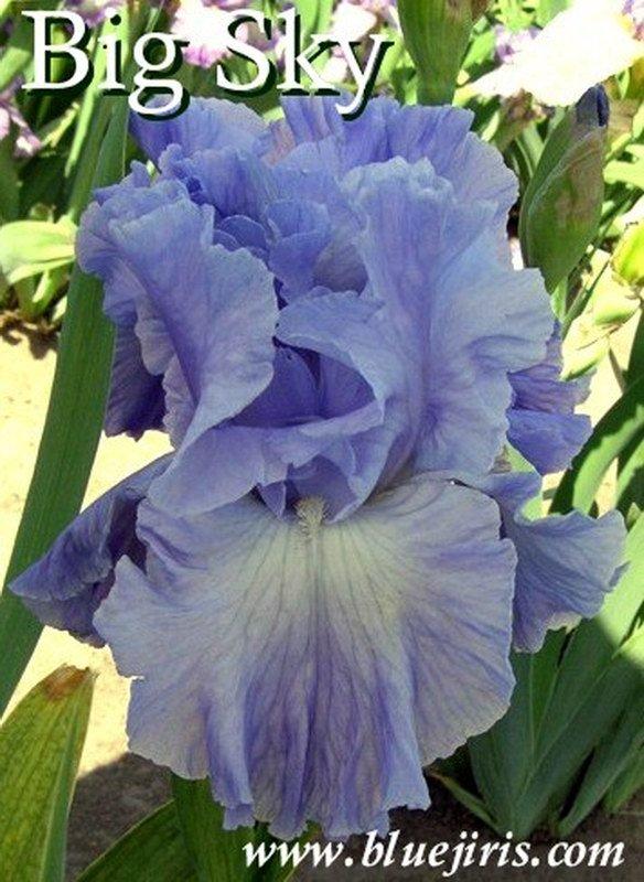 Photo of Tall Bearded Iris (Iris 'Big Sky') uploaded by DaylilySLP