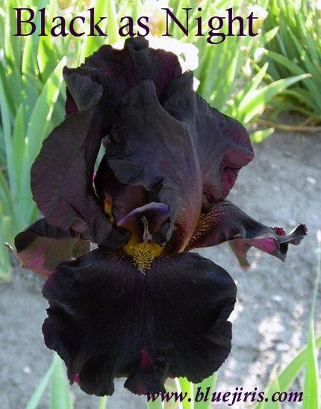 Photo of Tall Bearded Iris (Iris 'Black as Night') uploaded by DaylilySLP