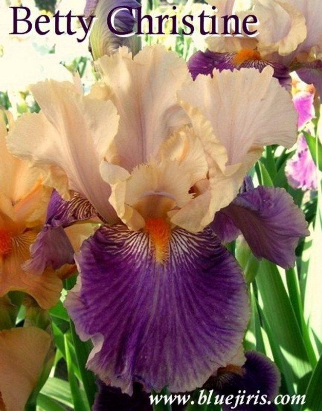 Photo of Tall Bearded Iris (Iris 'Betty Christine') uploaded by DaylilySLP