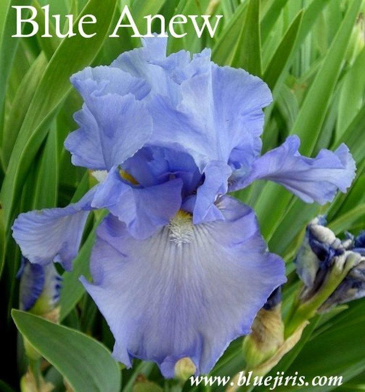 Photo of Tall Bearded Iris (Iris 'Blue Anew') uploaded by DaylilySLP