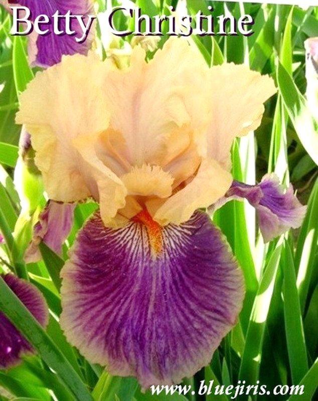 Photo of Tall Bearded Iris (Iris 'Betty Christine') uploaded by DaylilySLP