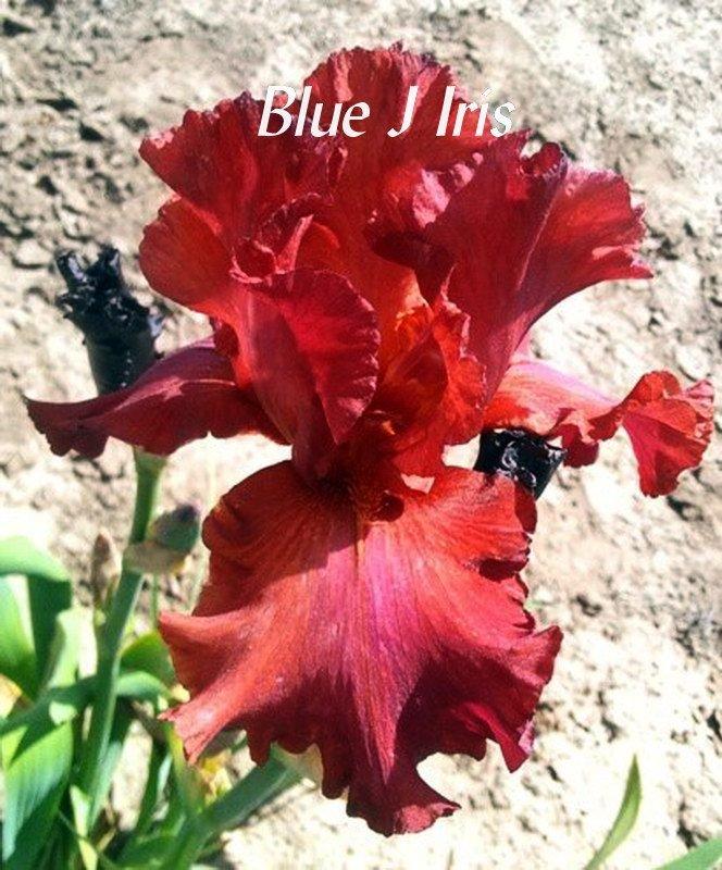 Photo of Tall Bearded Iris (Iris 'Bev') uploaded by DaylilySLP