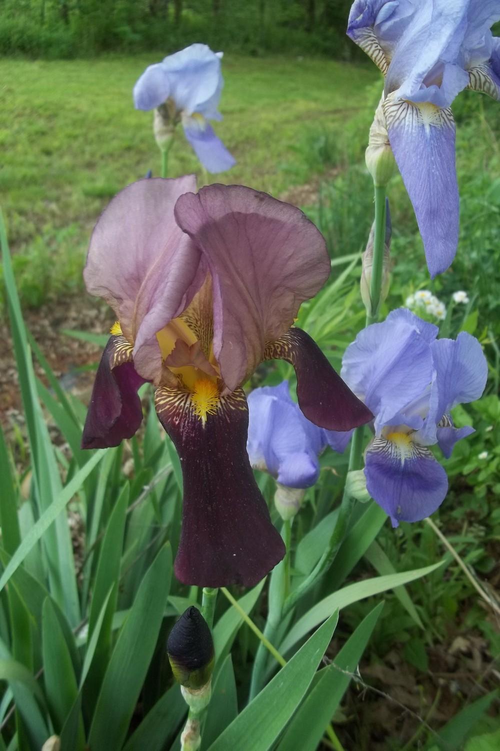 Photo of Tall Bearded Iris (Iris 'Indian Chief') uploaded by DonnaKribs