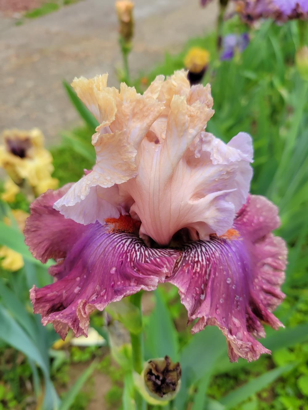 Photo of Tall Bearded Iris (Iris 'Champagne and Strawberries') uploaded by KyDeltaD