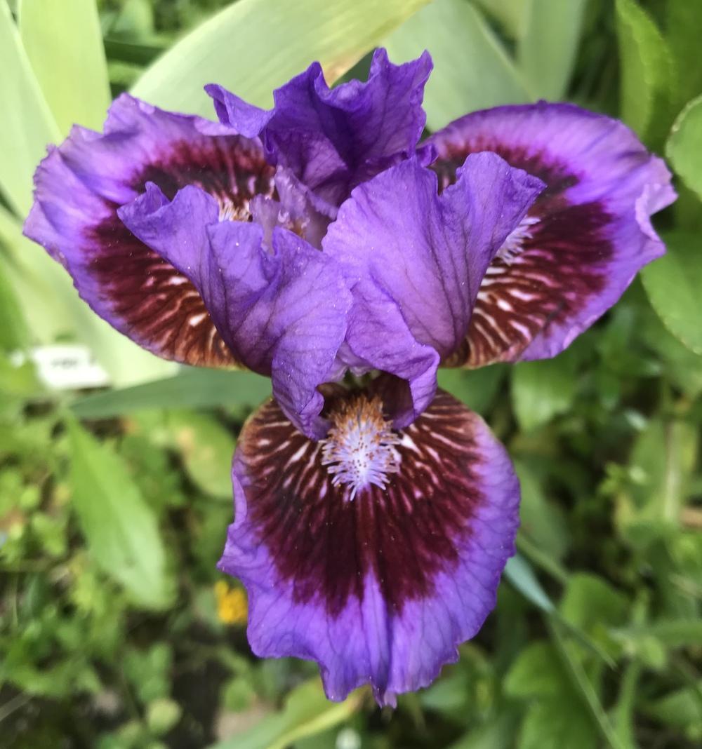 Photo of Standard Dwarf Bearded Iris (Iris 'Parade Lap') uploaded by Lbsmitty