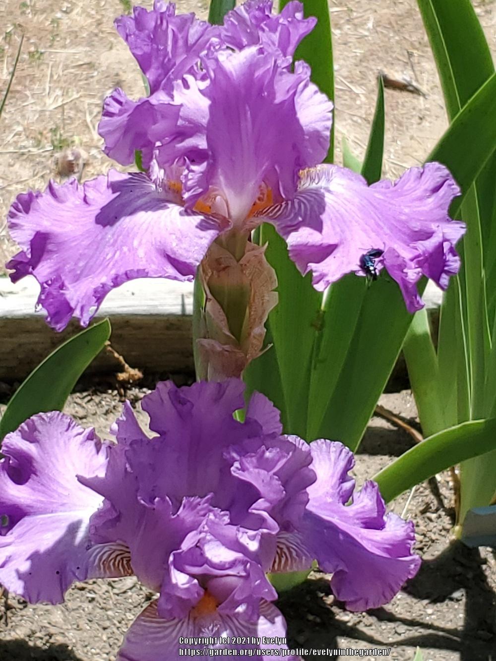 Photo of Tall Bearded Iris (Iris 'Ruffled Goddess') uploaded by evelyninthegarden