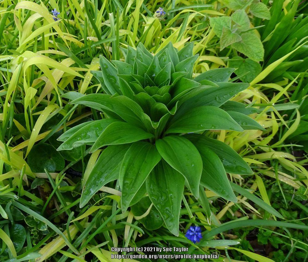 Photo of Martagon Lily (Lilium martagon) uploaded by kniphofia