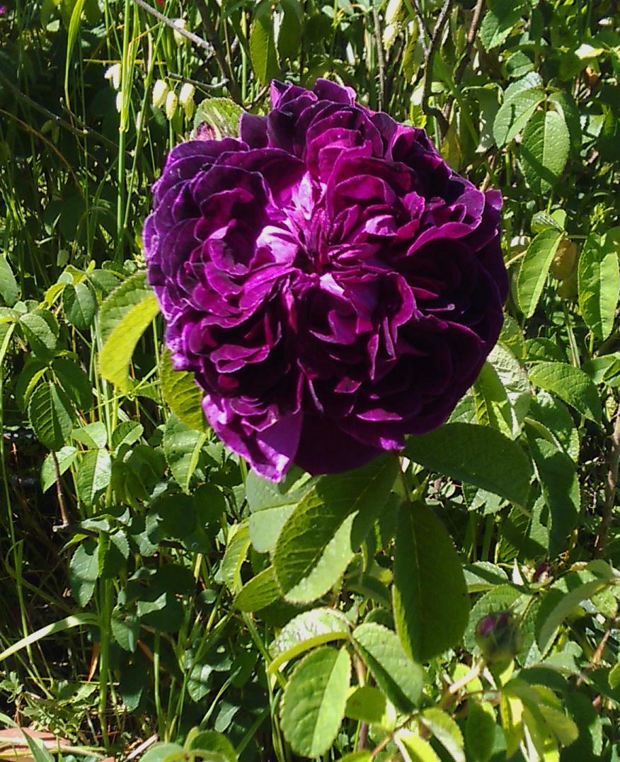 Photo of Gallica Rose (Rosa 'Charles de Mills') uploaded by manueldalmeida