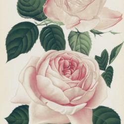 
Date: c. 1890
illustration by Jeanne Koch from 'Journal des Roses', 1890