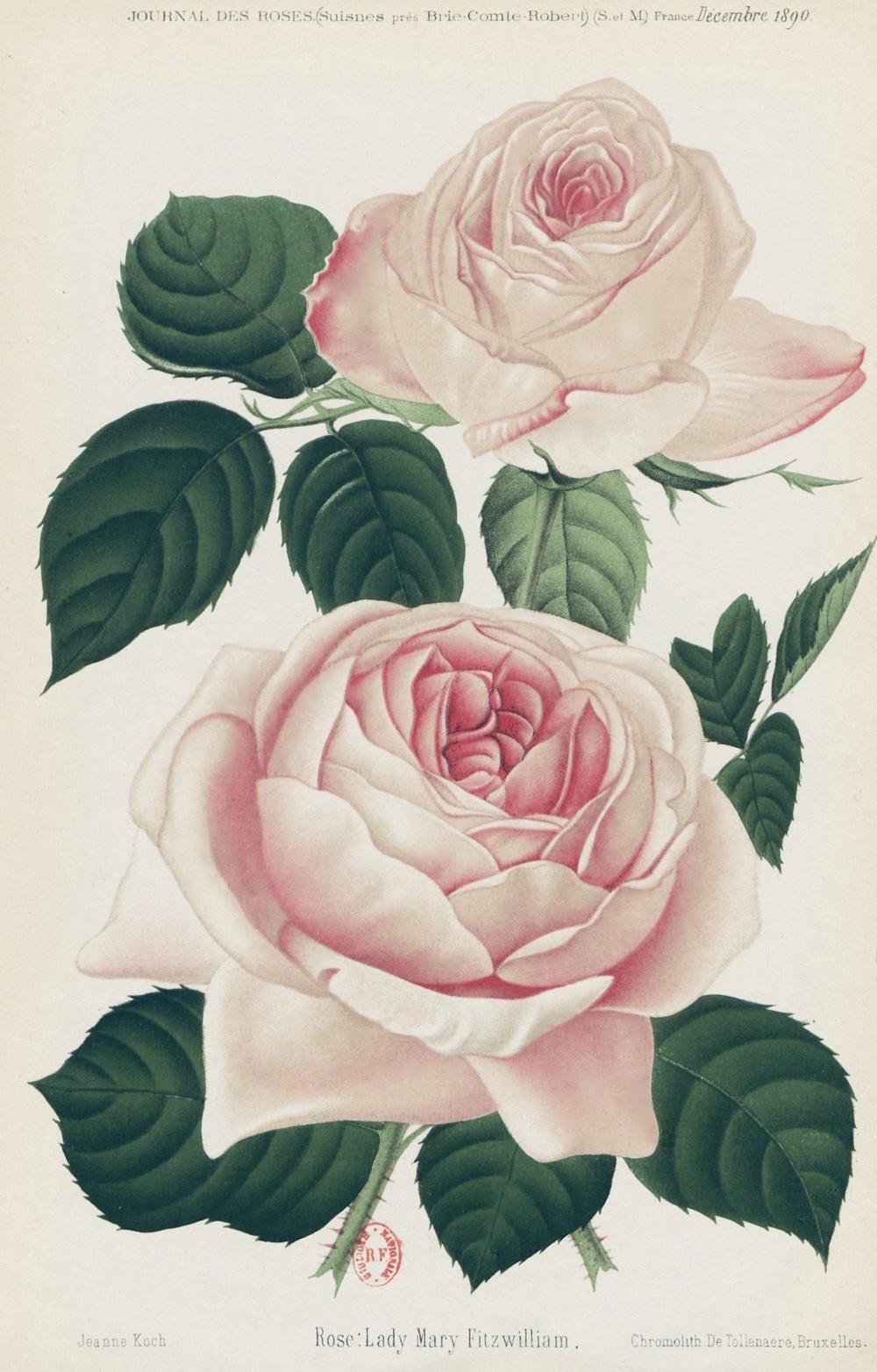 Photo of Rose (Rosa 'Lady Mary Fitzwilliam') uploaded by scvirginia