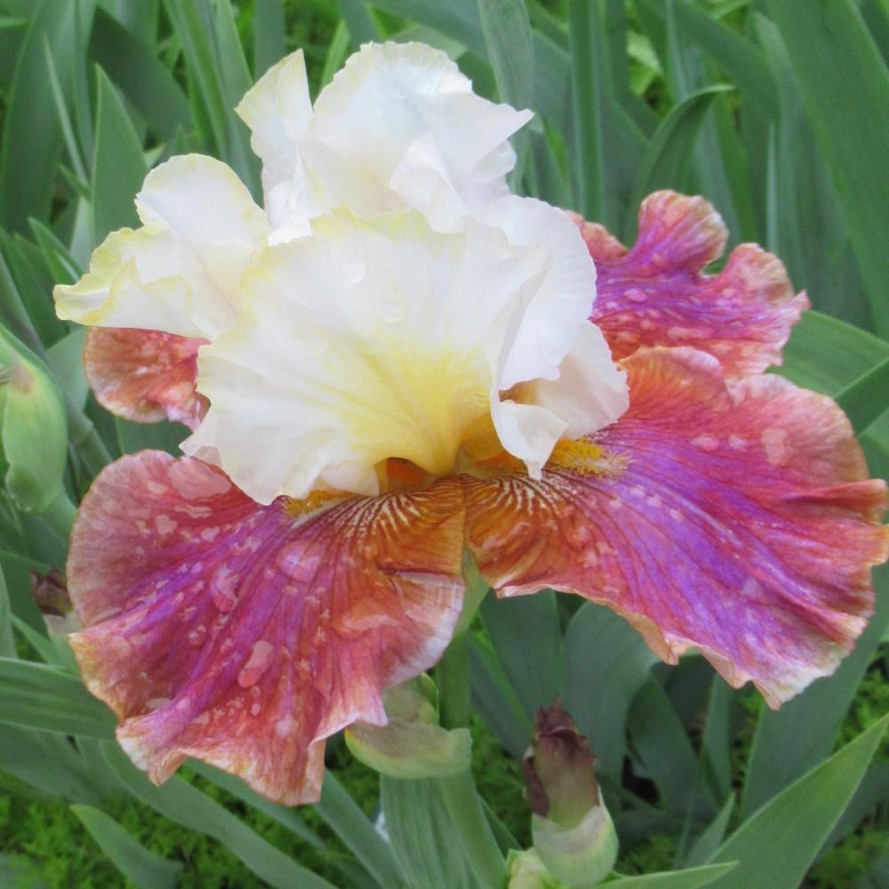 Photo of Tall Bearded Iris (Iris 'Bud to Blossom') uploaded by stilldew