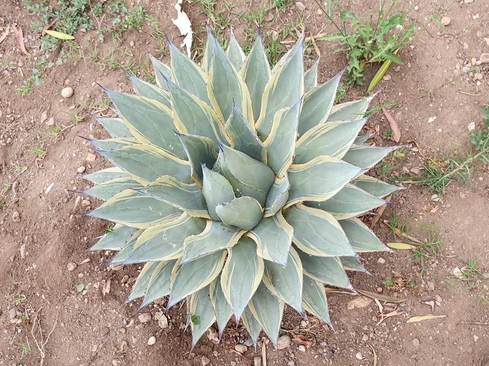 Photo of Agave (Agave applanata 'Cream Spike') uploaded by Baja_Costero