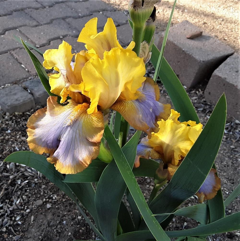 Photo of Border Bearded Iris (Iris 'Brown Lasso') uploaded by Bitoftrouble