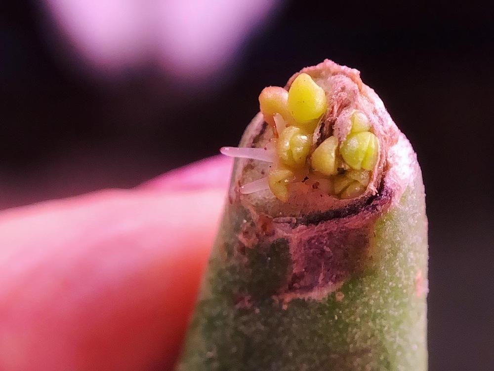 Photo of Finger Jade (Crassula ovata 'Gollum') uploaded by Corber