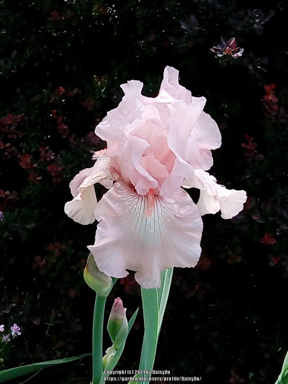 Photo of Tall Bearded Iris (Iris 'Vanity') uploaded by DaisyDo