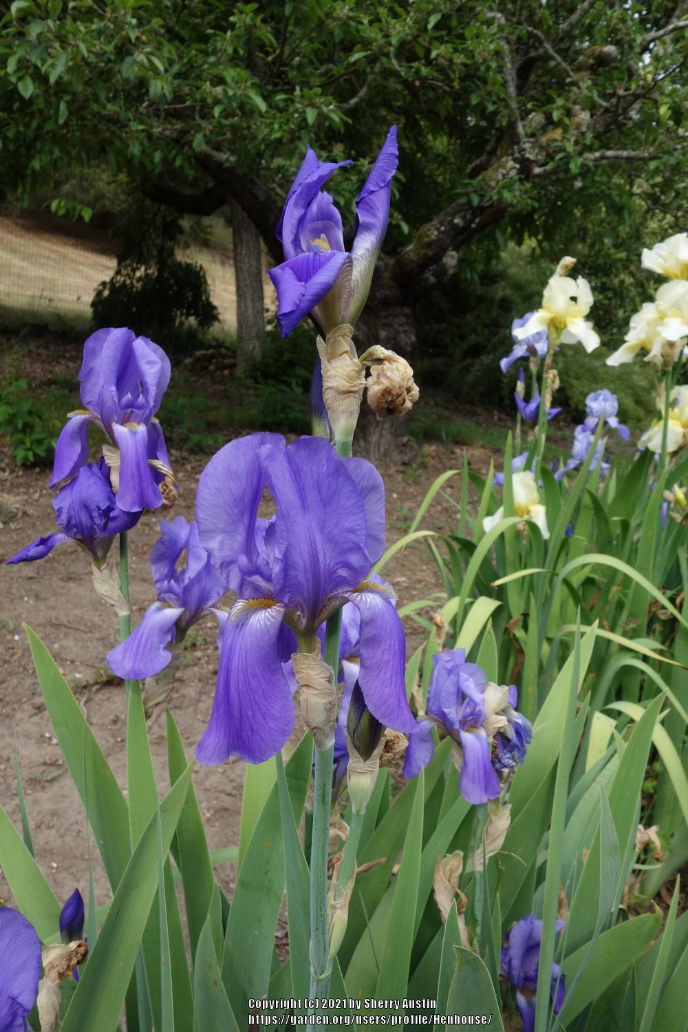 Photo of Tall Bearded Iris (Iris 'Paulette') uploaded by Henhouse