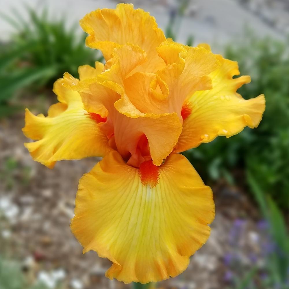 Photo of Tall Bearded Iris (Iris 'Crackling Caldera') uploaded by OrganicJen