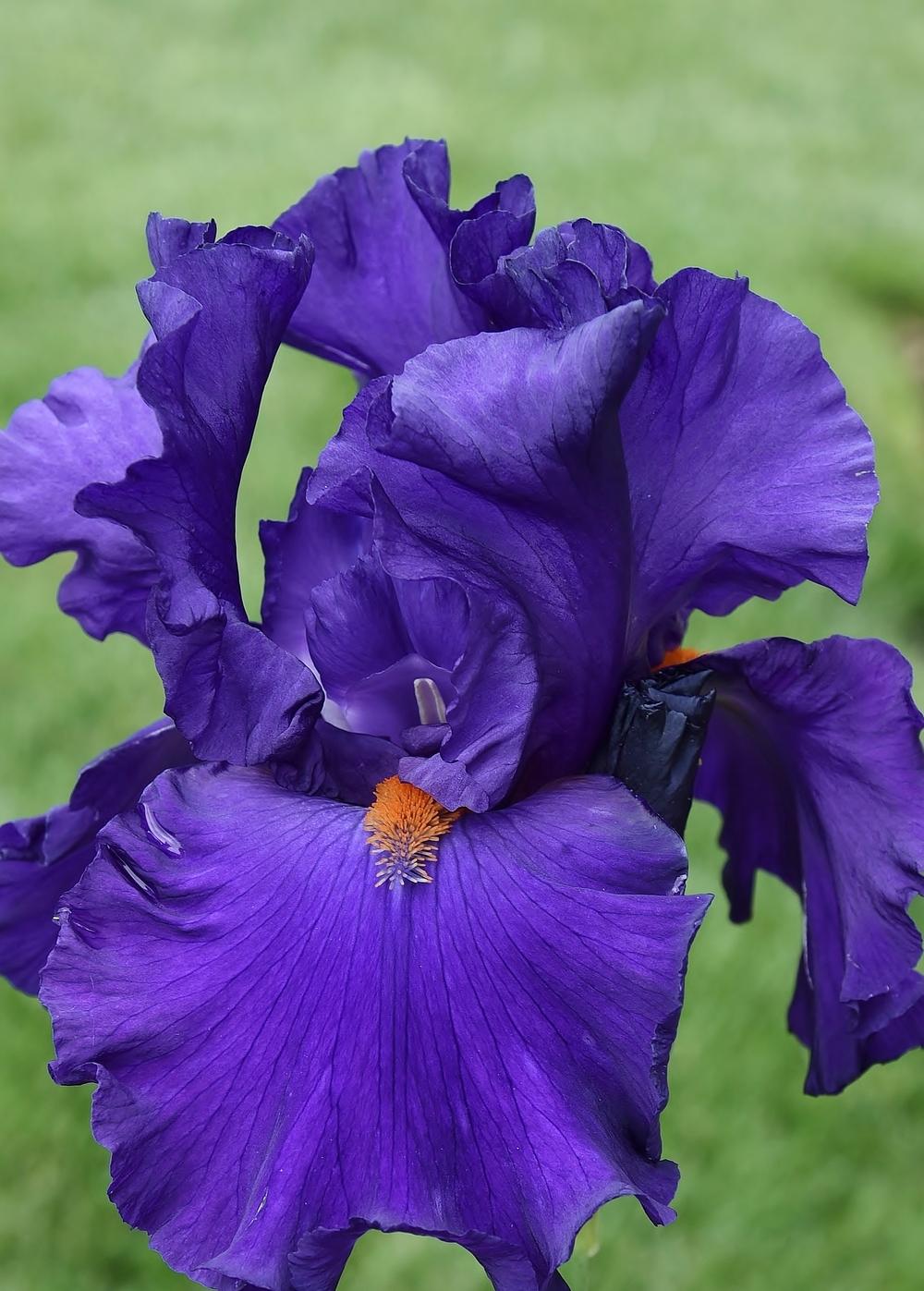 Photo of Tall Bearded Iris (Iris 'Paul Black') uploaded by Polka45