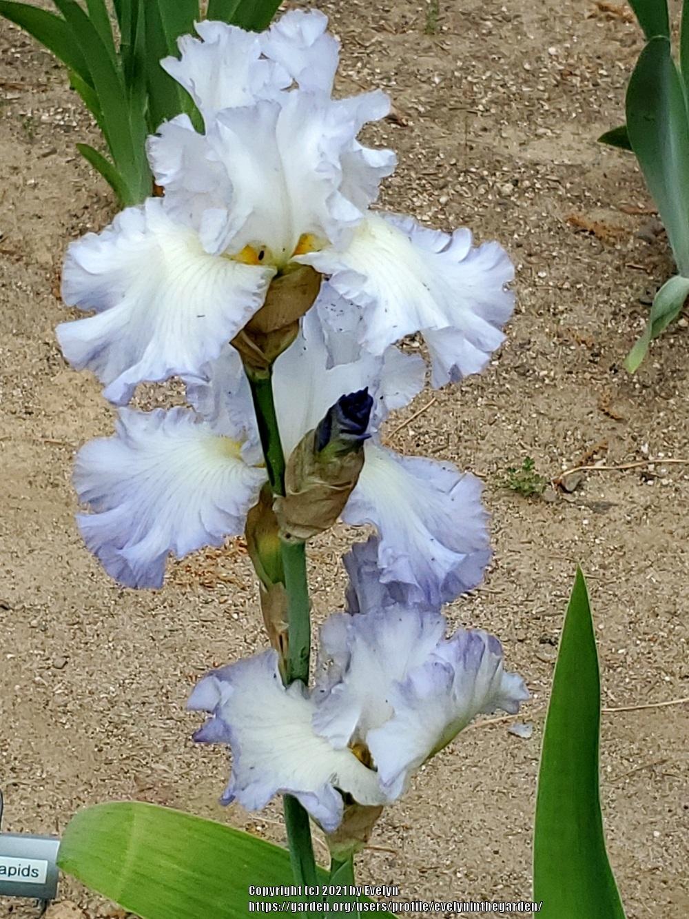 Photo of Tall Bearded Iris (Iris 'Stan Coates') uploaded by evelyninthegarden