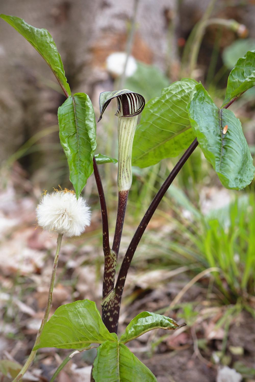 Photo of Jack in the Pulpit (Arisaema triphyllum) uploaded by ignova