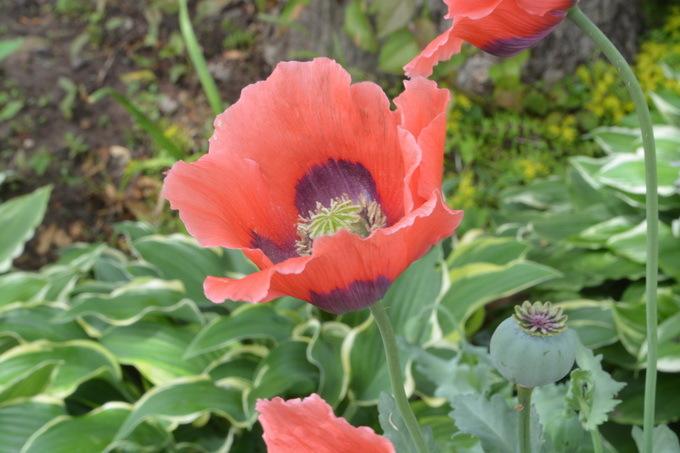 Photo of Opium Poppy (Papaver somniferum) uploaded by jathton