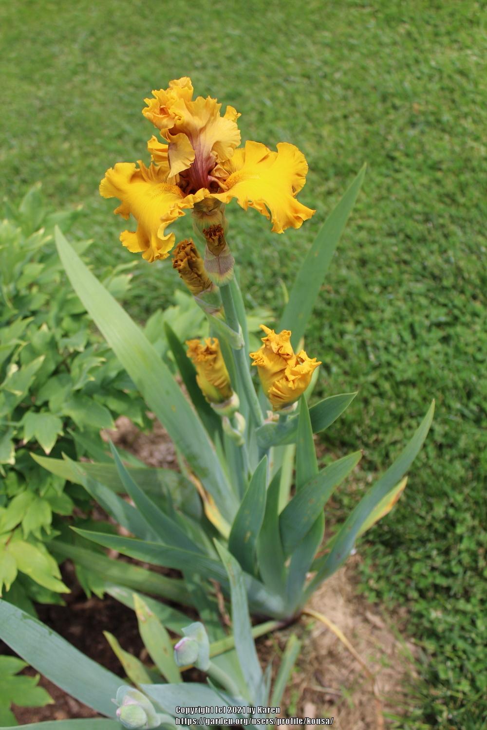 Photo of Tall Bearded Iris (Iris 'Wealth') uploaded by kousa
