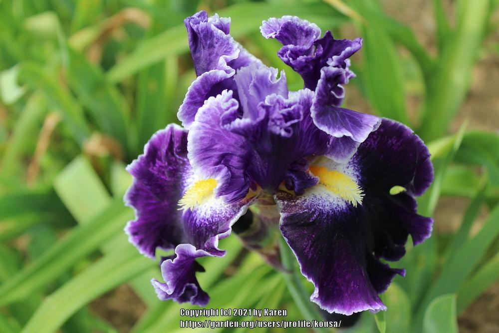 Photo of Tall Bearded Iris (Iris 'Dark Universe') uploaded by kousa