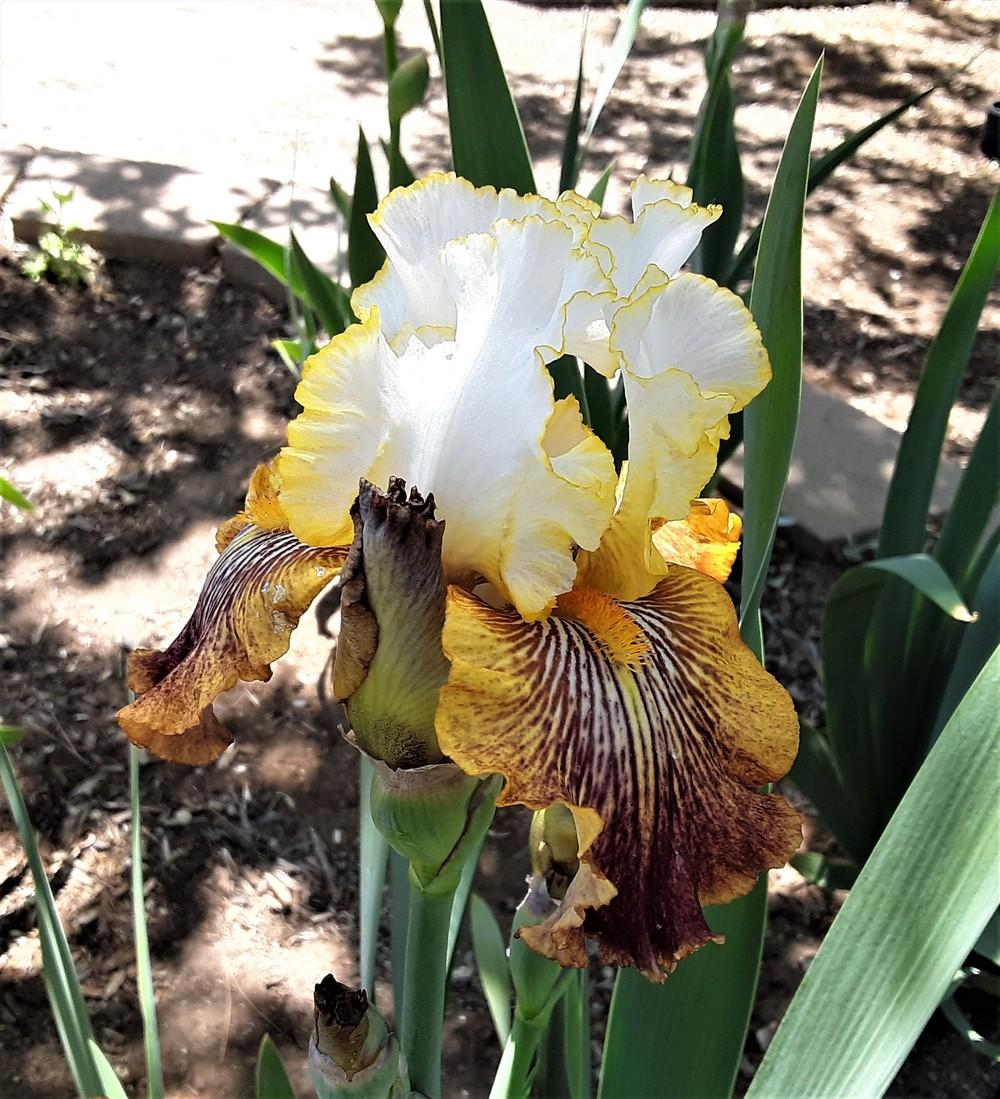 Photo of Tall Bearded Iris (Iris 'Offspring') uploaded by Bitoftrouble