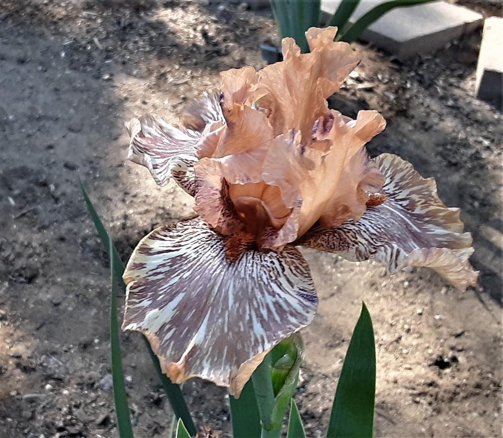 Photo of Tall Bearded Iris (Iris 'King Tush') uploaded by Bitoftrouble