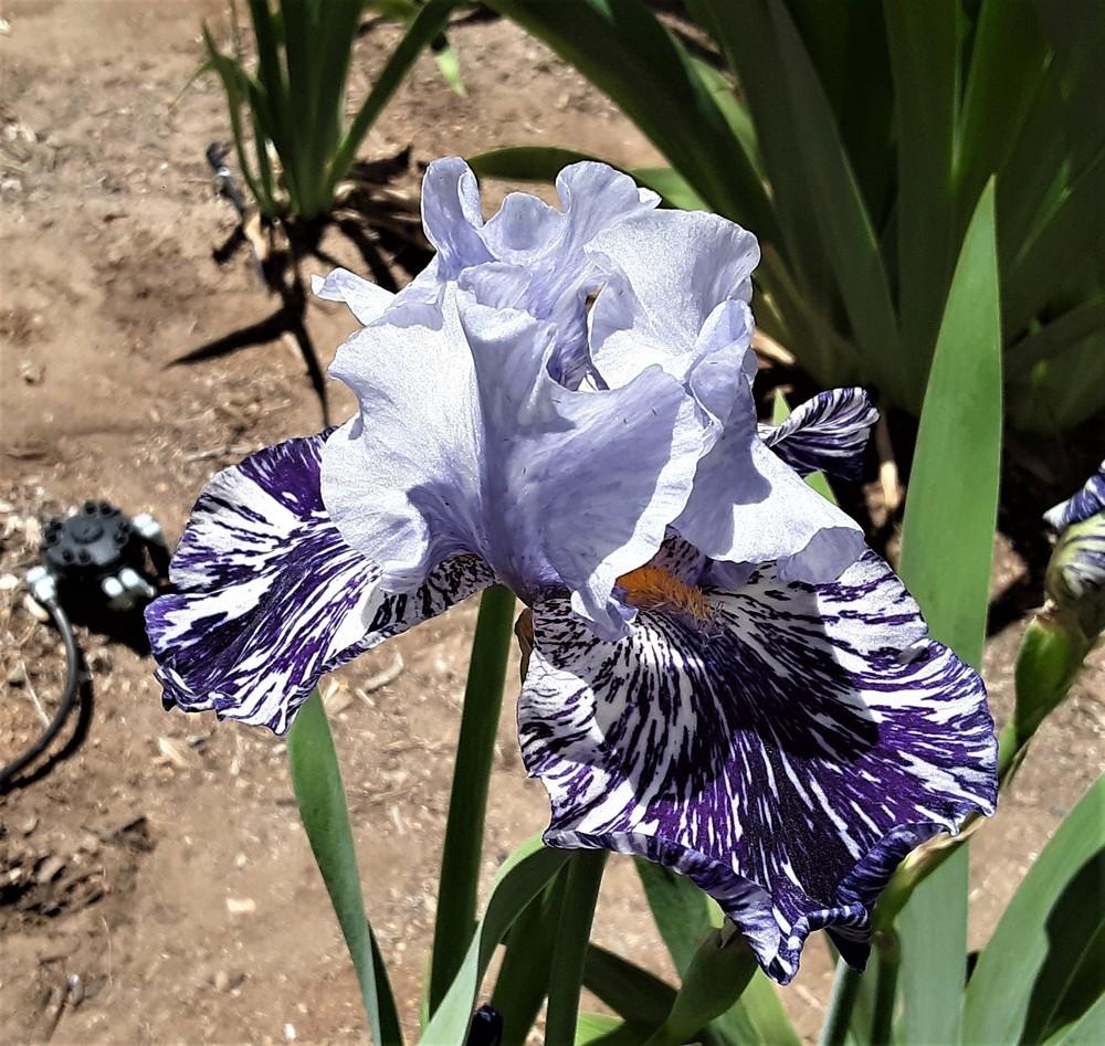 Photo of Tall Bearded Iris (Iris 'Millennium Falcon') uploaded by Bitoftrouble