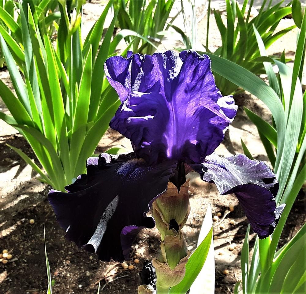 Photo of Tall Bearded Iris (Iris 'Matt McNames') uploaded by Bitoftrouble