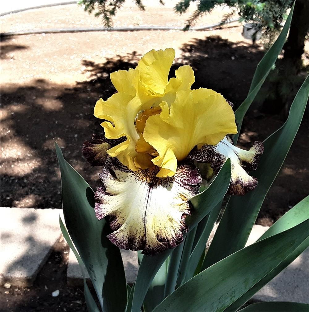 Photo of Tall Bearded Iris (Iris 'High Desert') uploaded by Bitoftrouble
