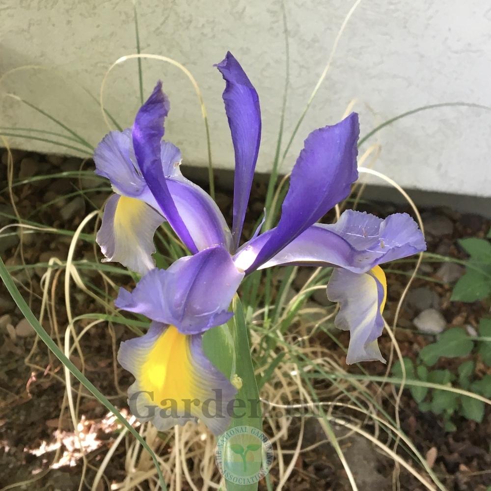 Photo of Dutch Iris (Iris 'Miss Saigon') uploaded by BlueOddish