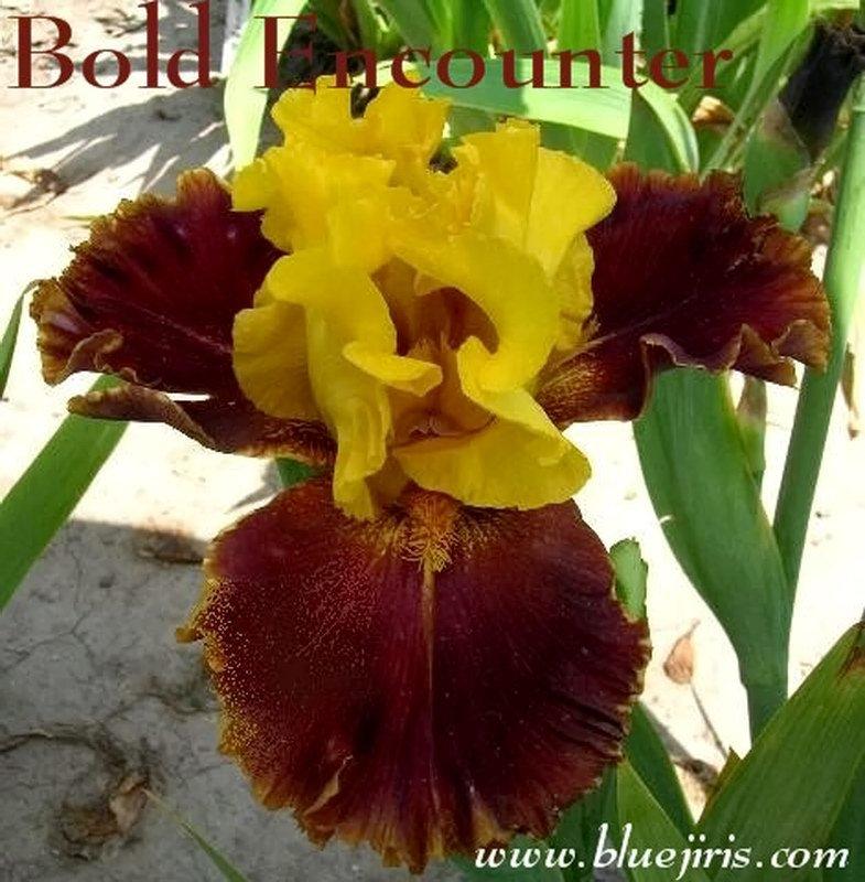 Photo of Tall Bearded Iris (Iris 'Bold Encounter') uploaded by DaylilySLP
