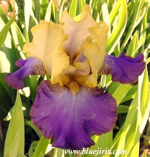 Photo of Tall Bearded Iris (Iris 'Bold Accent') uploaded by DaylilySLP