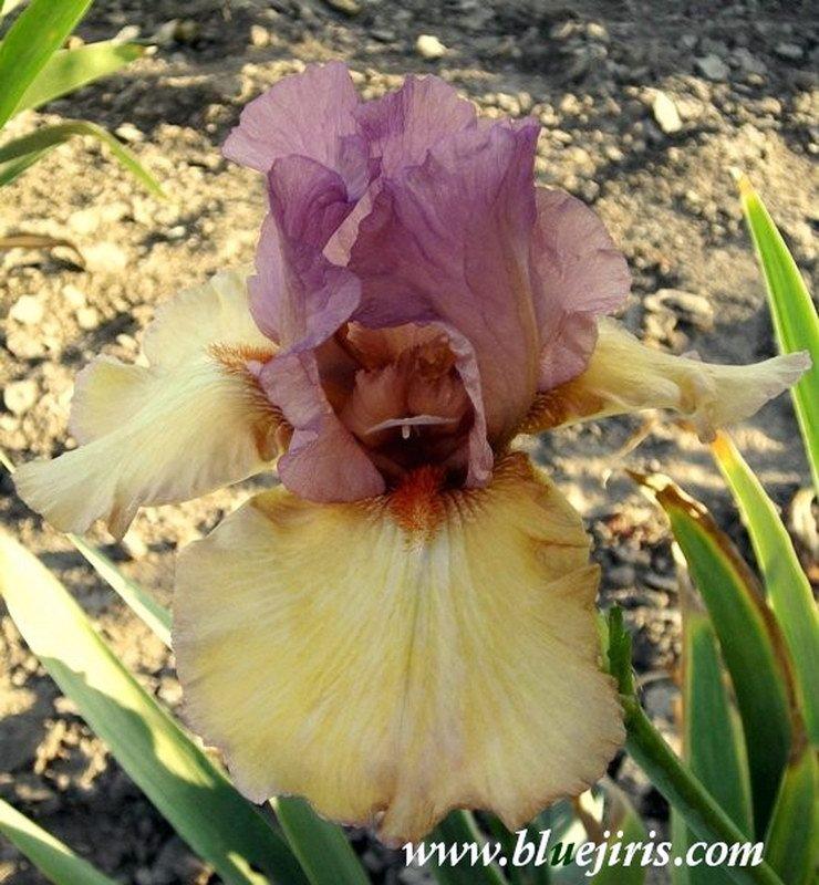 Photo of Tall Bearded Iris (Iris 'Bold Expression') uploaded by DaylilySLP