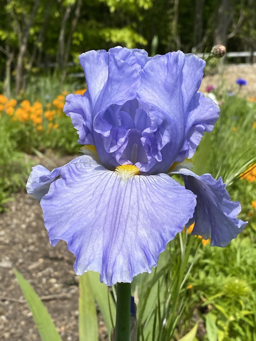 Photo of Tall Bearded Iris (Iris 'Sky and Sun') uploaded by FormerGWzoneLyndaWS